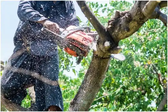 tree services India Hook